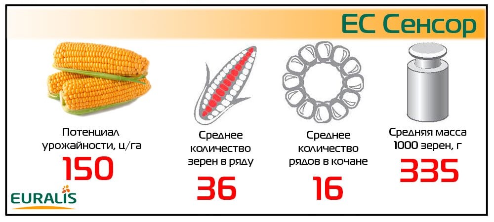 Основні характеристики кукурудзи ЄС Сенсор