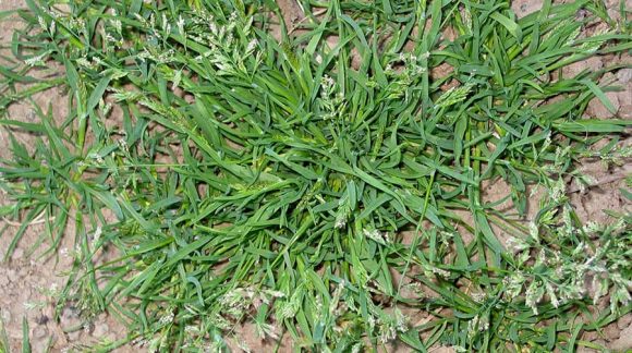 poa-bulbosa-min