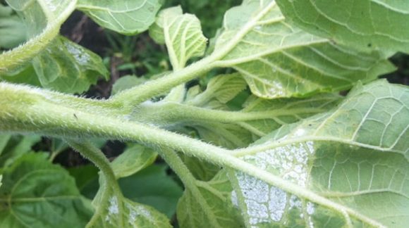peronosporoz_niz-min