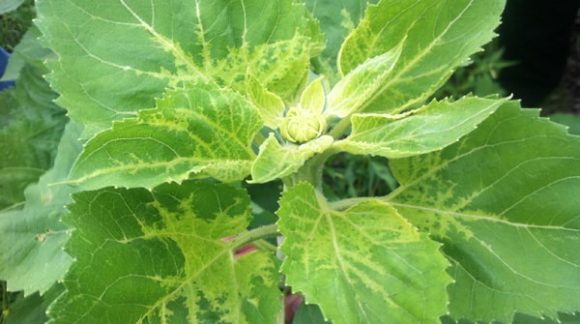 peronosporoz_verh-min