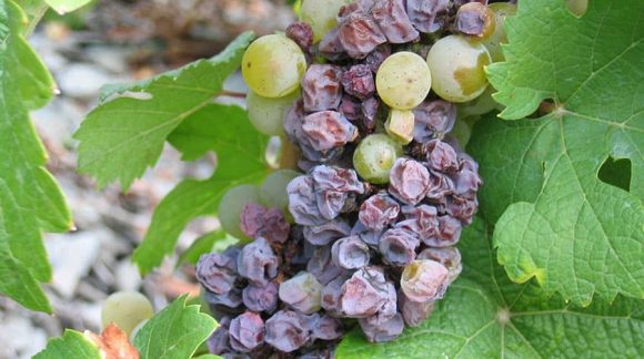 seraya-gnil-vinograd-min