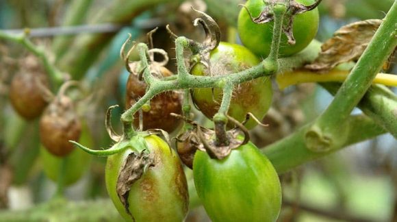 tomato_blight-min